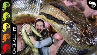 Green Anaconda The Best Pet Snake [upl. by Alius]