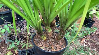 Growing SCREW PINE  PANDANUS small plants collected from the wild and potted [upl. by Moselle]