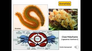 TPN°6 Anélidos y Nematodes [upl. by Alekehs]