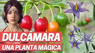 DULCAMARA Planta medicinal para herpes psoriasis Planta toxica Solanum dulcamara [upl. by Kushner]