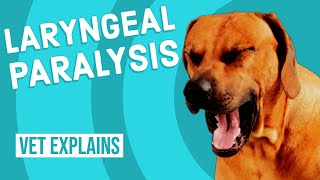 Laryngeal Paralysis in Dogs [upl. by Ahtiek]