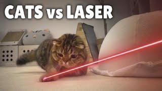 Cats vs Laser  Kittisaurus [upl. by Anirdua]