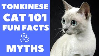 Tonkinese Cats 101  Fun Facts amp Myths [upl. by Becca]