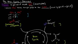 Urea Cycle Part 1 of 5  Overview [upl. by Acsirp62]