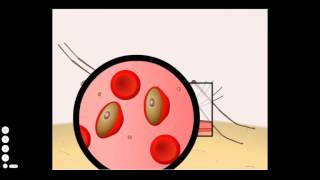 Malaria Life Cycle [upl. by Sarkaria]