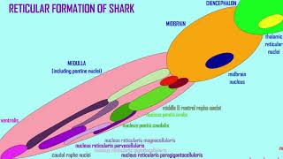 the reticular formation [upl. by Laenej226]