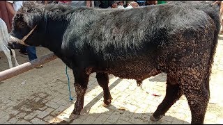 Sapi PEDETAN BRANGUS SUPER MEWAH HARGA MEWAH PASAR SAPI MUNTILAN [upl. by Tavia]