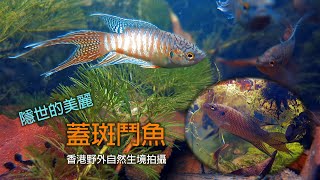 【隱世的美麗。蓋斑鬥魚】The Hidden Beauty of Paradise Fish [upl. by Docile]