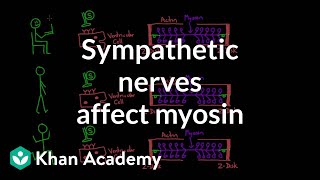 Sympathetic nerves affect myosin activity  Circulatory system physiology  NCLEXRN  Khan Academy [upl. by Ellecrag]