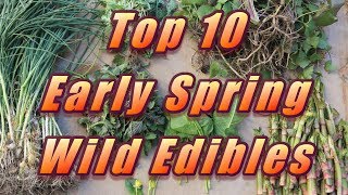 🌿 My Top 10 Early Spring Wild Edibles [upl. by Esital]