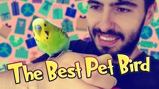 The Best Pet Bird For Kids [upl. by Bradstreet]