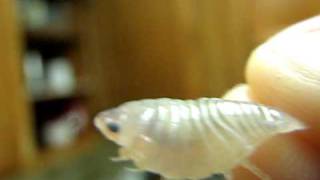 Fish Parasite Cymothoa exigua [upl. by Chong]