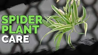 Spider Plant Care How To Grow Chlorophytum Comosum [upl. by Narton]