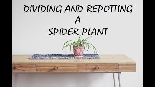 Spider Plant Separation [upl. by Yslek959]