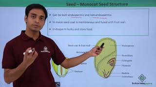 Class 11th – Seed – Monocot Seed Structure  Morphology of Flowering Plants  Tutorials Point [upl. by Hayikat]