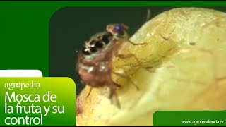 Mosca de la Fruta y su control  Agro en 2 minutos [upl. by Corbie]