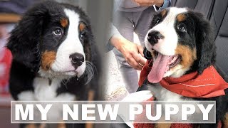 Bernese Mountain Dog Puppies  Bringing Home A New Puppy [upl. by Eidnac]