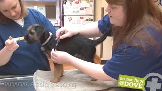 How to Administer Vaccines to Canine Patients [upl. by Notyap]