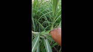 Harvesting my edible sugarcane saccharum edule Shorts [upl. by Noj961]