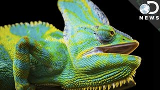 How Do Chameleons Change Colors [upl. by Assirrem571]