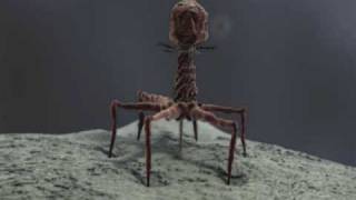 3d Demo Reel bacteriophage T4 and stereocilia  medical animation [upl. by Lon]