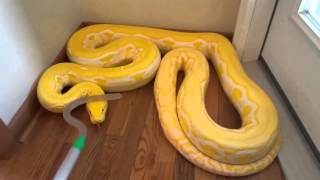 Reticulated Python handling in defense mode zulu [upl. by Utica]