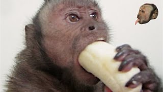 Capuchin Monkey amp Mushy Banana [upl. by Leiuqese692]