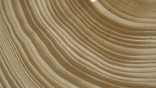 Tree Stories How Tree Rings Reveal Extreme Weather Cycles [upl. by Eidod]