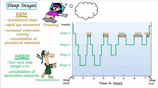 Stages of Sleep Explained [upl. by Esilahs]