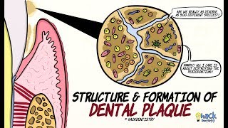 Dental Plaque Structure and Formation [upl. by Ycnaffit654]