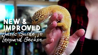 Basic Guide to Caring For amp Handling Leopard Geckos [upl. by Suneya]