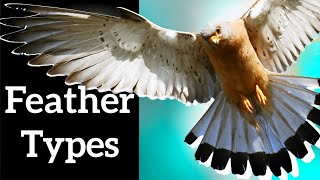 Types of Bird Feathers  Use Shape to Identify Feathers [upl. by Juline]