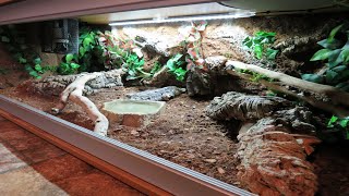 Naturalistic Royal  Ball Python Enclosure  quotTotosquot New Viv [upl. by Wootten]