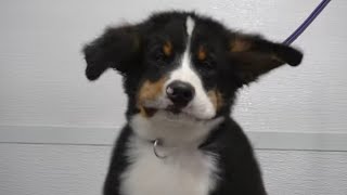 Bernese Mountain Dog puppy cheeks flap in the wind [upl. by Firooc]