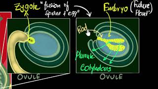 Fertilisation zygote embryo germination  How do organisms reproduce  Biology  Khan Academy [upl. by Ardnoel]