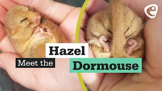 Meet the Hazel Dormouse [upl. by Wadleigh]