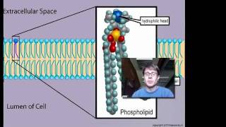 Cell Membranes [upl. by Corey]