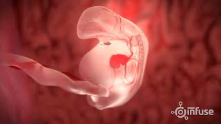 Fetal Development 3D Animation  Infuse Medical [upl. by Amoakuh]