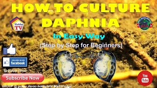 HOW TO CULTURE DAPHNIA In Easy Way [upl. by Alin664]