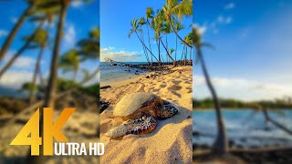 Vertical 4K Nature Film with Music  The Beauty of Big Islands Nature Hawaii [upl. by Bornie]