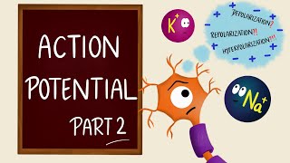 Action Potential  Part 2  Phases  Neurons  Nerve Muscle Physiology [upl. by Sinne]