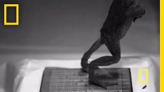 Frog Jumps Caught in SlowMotion  National Geographic [upl. by Rouvin]