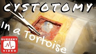 Cystotomy in a Sulcatta Tortoise [upl. by Iny88]