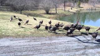 Feeding Wild Turkeys The Video [upl. by Assirehs361]