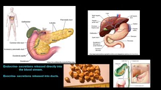 Grade 11 Life Sciences Human Nutrition Part 1 [upl. by Vareck]