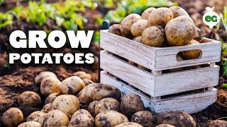 How to Grow EASY Potatoes From Seed to Harvest 🥔 [upl. by Akinor]