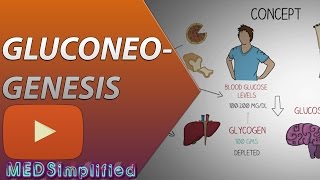 Gluconeogenesis Pathway Made Simple  BIOCHEMISTERY [upl. by Aibsel]