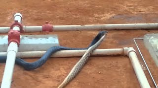 Blue Indigo Vs Rattlesnake  ViralHog [upl. by Bellamy974]