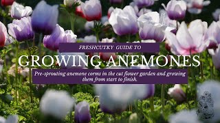 GROWING ANEMONES How to Grow Anemone Coronaria from Start to Finish  Cut Flower Farm  Gardening [upl. by Gahl]