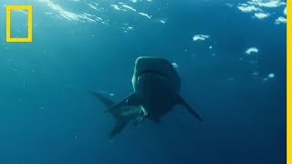 Un requin en grand danger face aux orques [upl. by Kalie568]